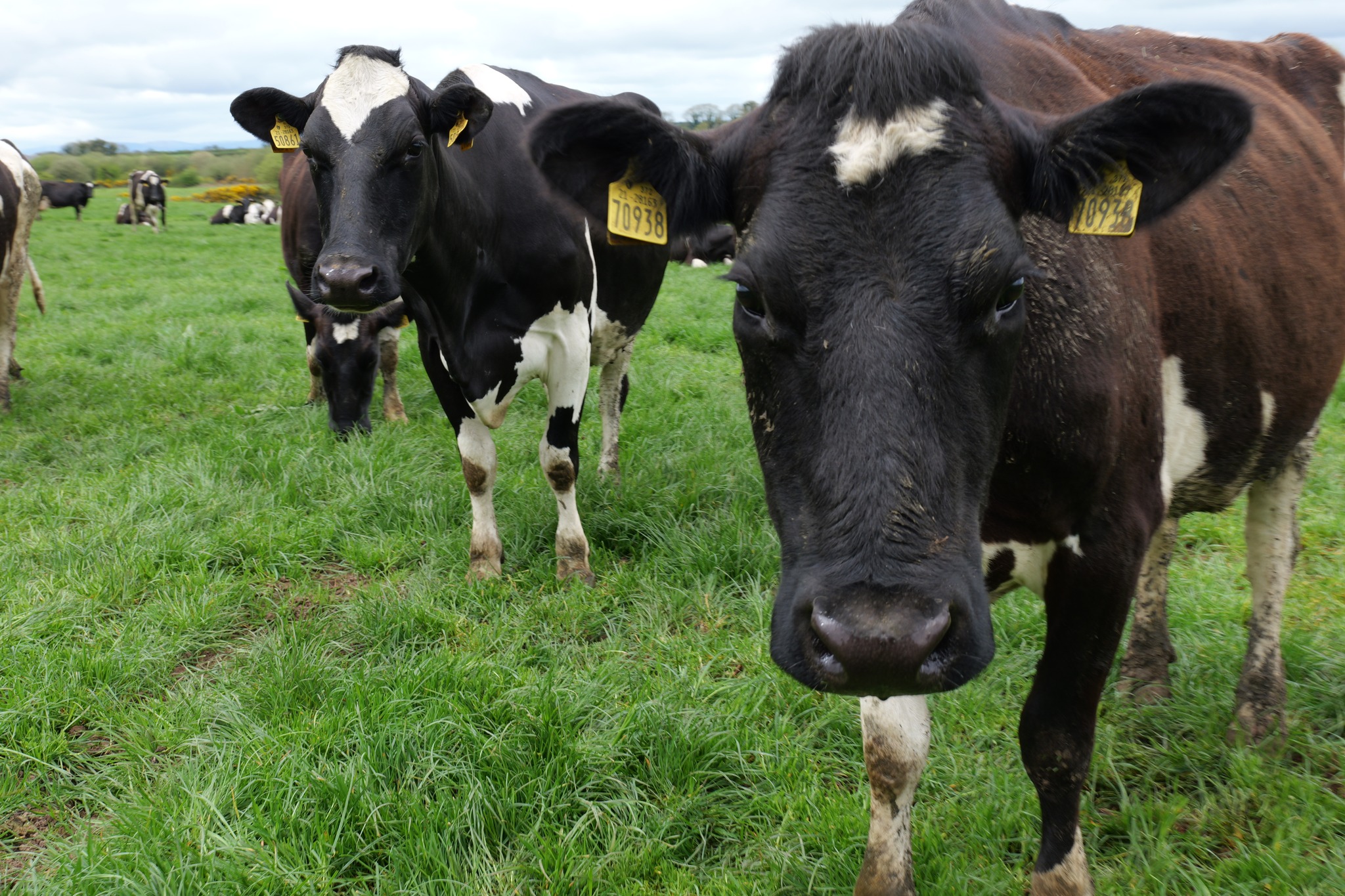 AQUIP.se Sverige Zero Grazer Färskfoder till nöt och får 